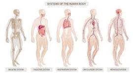 Cardiovascular, Respiratory & Digestive Systems