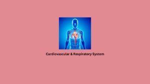 Cardiovascular & Respiratory System