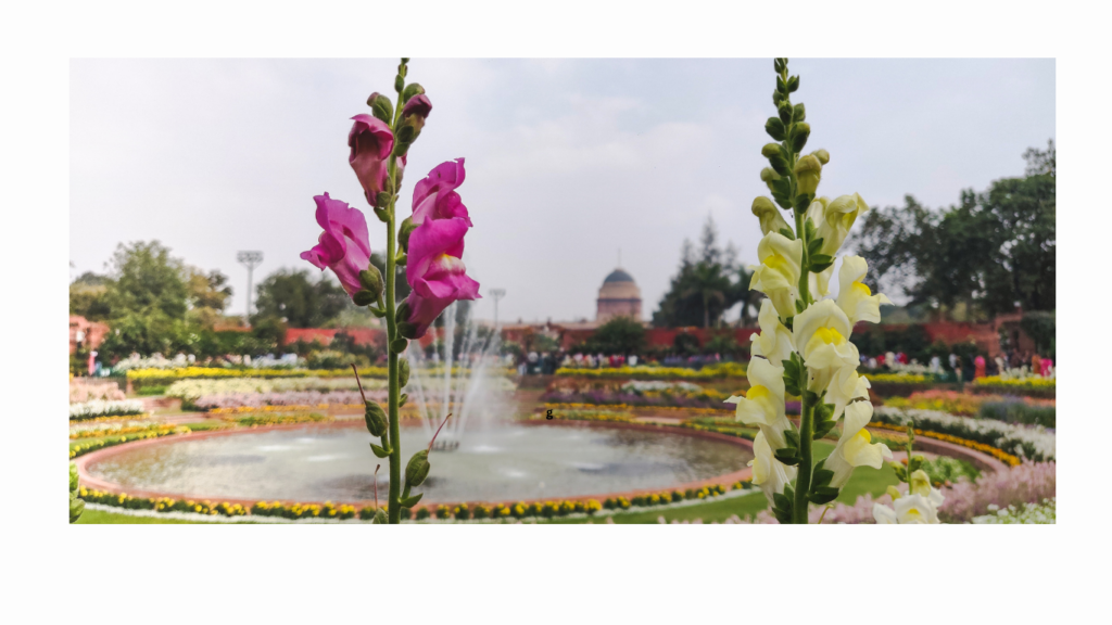 Amrit Udyan (Mughal Garden) Opening Timing 2026: Book your slot