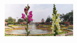 Amrit Udyan (Mughal Garden) Opening Timing 2026: Book your slot
